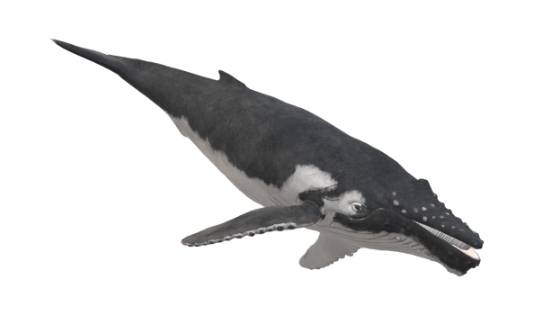Humpback Whale isolated on a Transparent Background png