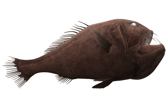 Fangtooth Fish isolated on a Transparent Background png