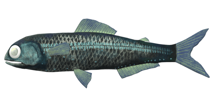 Lanternfish isolated on a Transparent Background png
