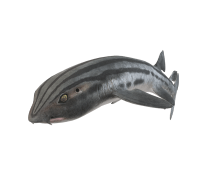 Pyjama Shark isolated on a Transparent Background png