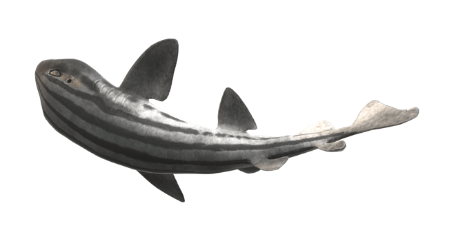 Pyjama Shark isolated on a Transparent Background png