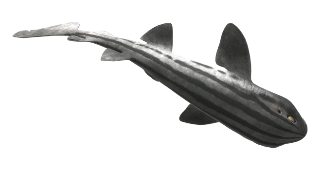 Pyjama Shark isolated on a Transparent Background png