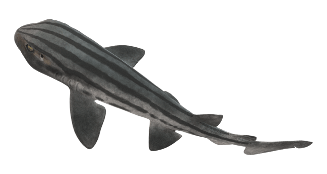 Pyjama Shark isolated on a Transparent Background png