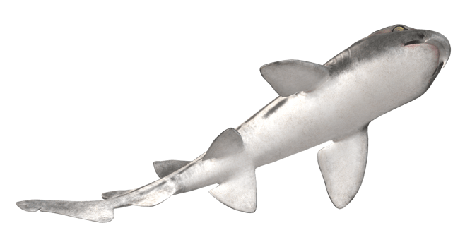 Pyjama Shark isolated on a Transparent Background png