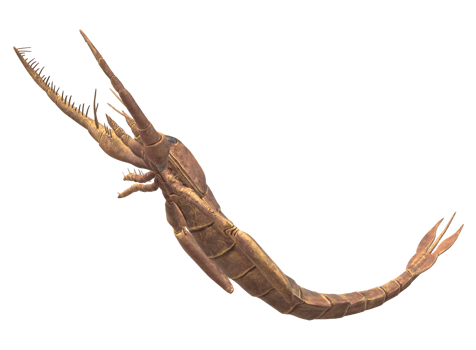 Jaekelopterus isolated on a Transparent Background png