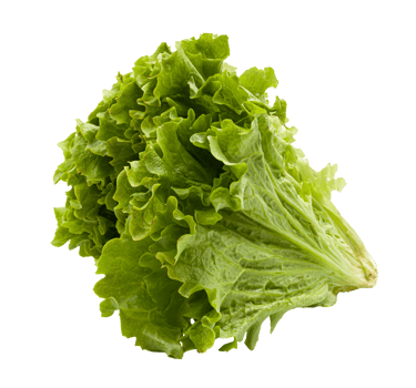 Green lettuce with beautiful juicy greens with no background. PNG. High quality photo. png