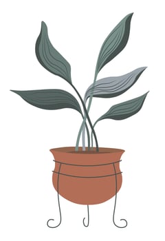 Potted flower, calathea orbifolia with leaves vector