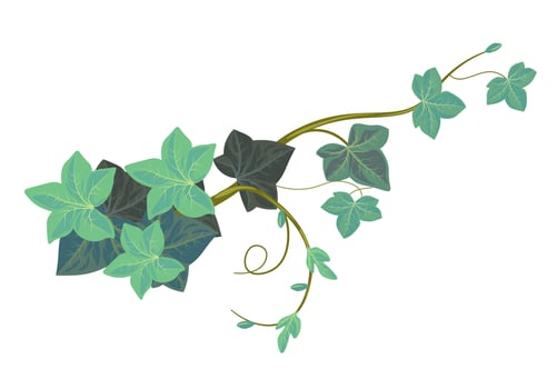 Ivy climbing plant, evergreen vegetation botany vector