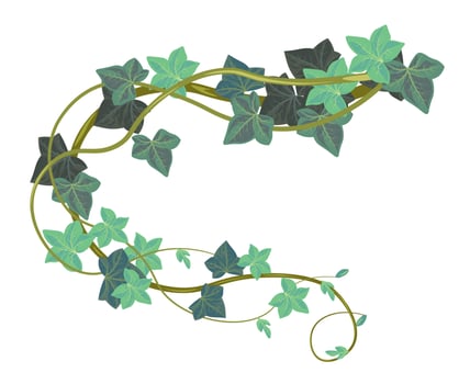 Hedera botany with leaves, ivy climbing plant vector