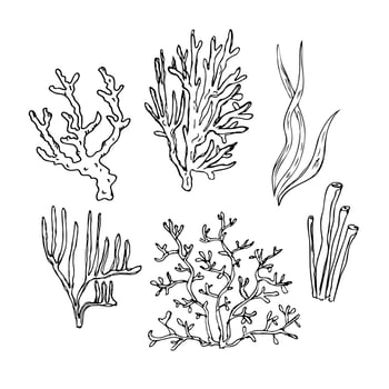 Coral .Hand drawn illustration of corals and algae, underwater sea and ocean plants. Graphic drawing in  sketch style. Design element. Line art. For card, print, poster, logo, t-shirt printing. Vector