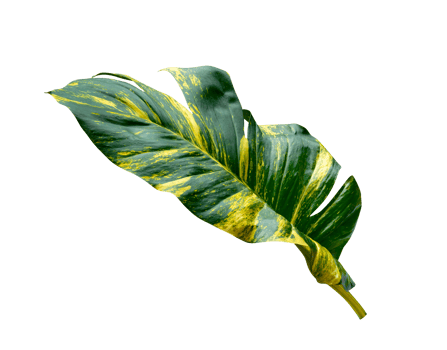 green leaves pattern of Epipremnum aureum foliage isolated. leaf exotic tropical, Devil's ivy, Golden pothos png