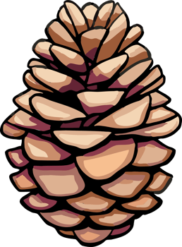 pine cone png graphic clipart design