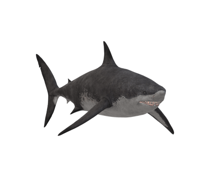 Megalodon Shark isolated on a Transparent Background png