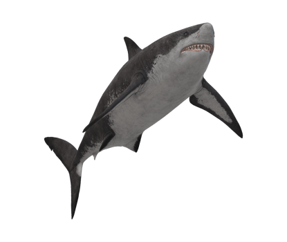 Megalodon Shark isolated on a Transparent Background png