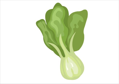 vector illustration of mustard greens