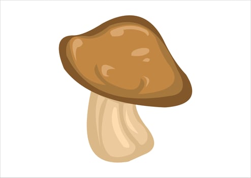 vector illustration of mushrooms, foodstuff, medicine, and cosmetics