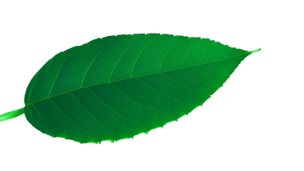 Green leaf isolated on png background
