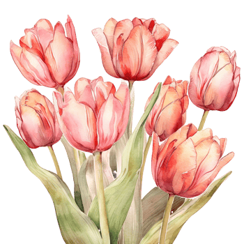Watercolor tulip isolated. Illustration png