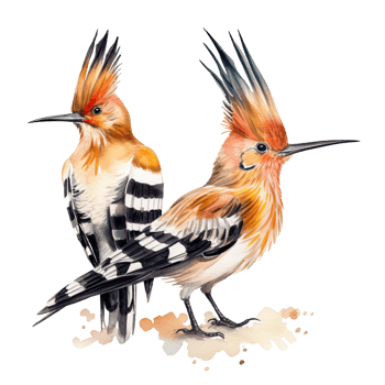 Two hoopoe birds. Illustration png