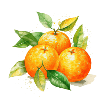 Fresh watercolor orange fruit. Illustration png