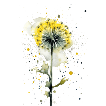Watercolor dandelion flower. Illustration png