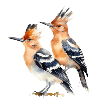 Two hoopoe birds. Illustration png