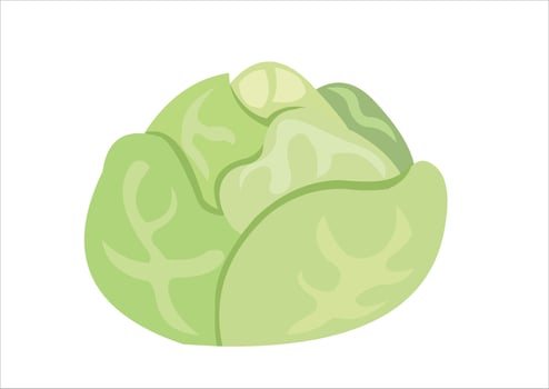 vector illustration of cabbage vegetable