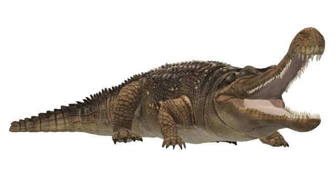 Sarcosuchus Crocodile isolated on a Transparent Background png