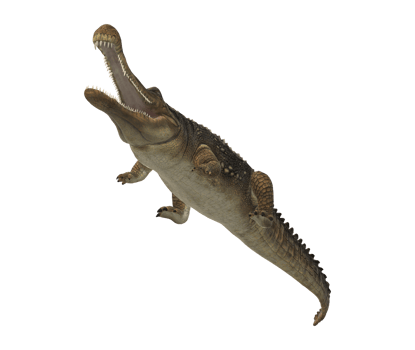 Sarcosuchus Crocodile isolated on a Transparent Background png