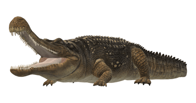 Sarcosuchus Crocodile isolated on a Transparent Background png