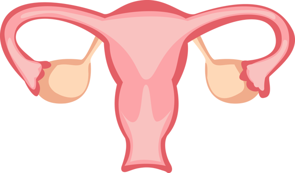 female reproduction system. uterus cartoon illustration png