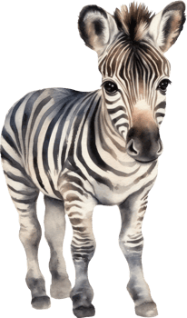 Cute Zebra Watercolor Illustration. png