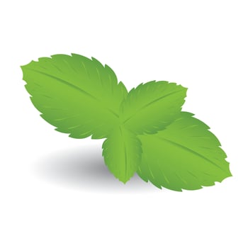 mint leaves, plant icon vector illustration symbol