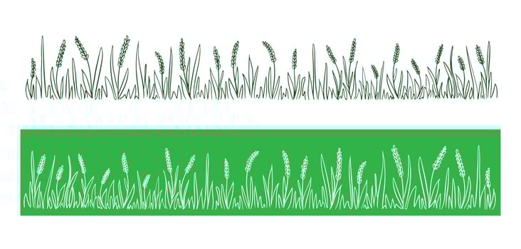 Wild ears of corn field on a green background.Grass in field.Vector illustration. vector