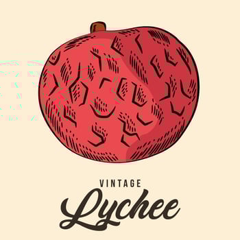 Vintage Hand Drawing lychee Fruit Sketch Vector Stock Illustration Color