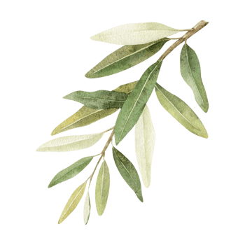 Olive branch with leaves. A green branch with leaves. Watercolor illustration drawn by hands. Isolated. For wedding invitations, postcards, product packaging design and other png