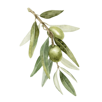 Olive branch with leaves and fruits. Watercolor illustrations isolated. For packaging design, wedding, stationery, greetings, wallpapers, and invitations png