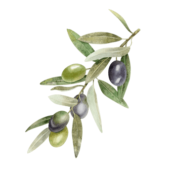 Olive branch with leaves and fruits. Watercolor illustrations isolated. For packaging design, wedding, stationery, greetings, wallpapers, and invitations png