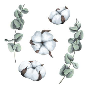 Cotton inflorescences and eucalyptus. Watercolor illustration. Isolated objects from a large set of COZY WINTER. For decoration, design, compositions, decor png