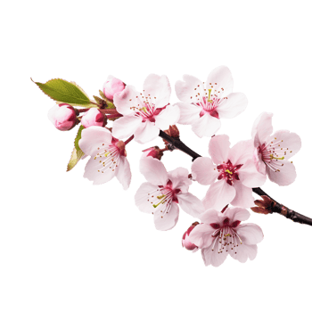 Pink cherry blossom on transparent background, created with png