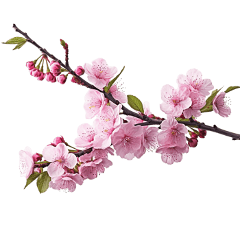 Pink cherry blossom on transparent background, created with png