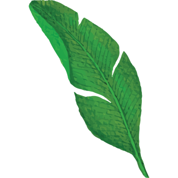 Tropical leaves Clip art Element Transparent Background png