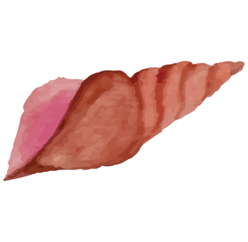 Shell Under The Sea Clip art Element Transparent Background png