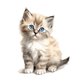 Watercolor painting of Ragdoll Kitten isolated transparent background, Digital art, image file format, png