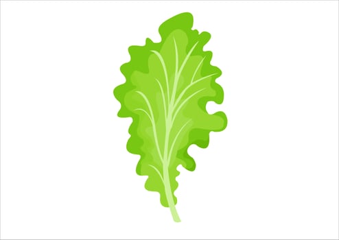 vector illustration of lettuce leaves, fresh vegetables