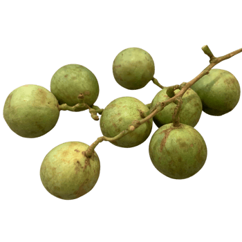 Spanish Lime plant png