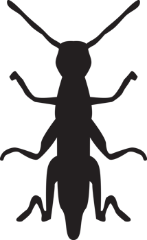 bug isolated silhouette png