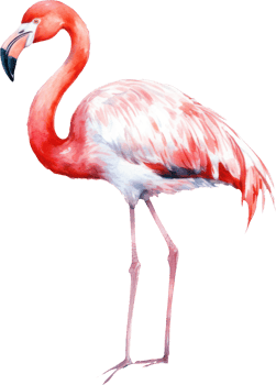 Flamingo bird watercolor illustration. png