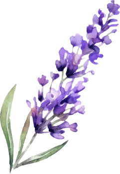 Lavender Flowers Watercolor Illustration. png