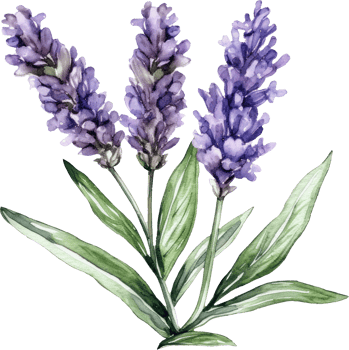 Lavender Flowers Watercolor Illustration. png